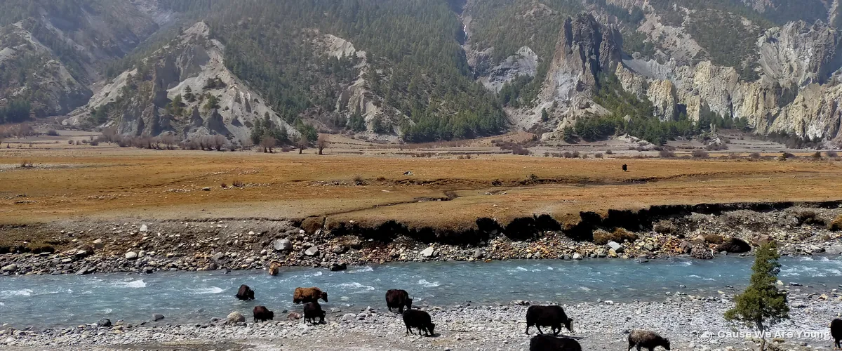 Yaks by the Marsyangdi river near Braga, below snow-capped peaks