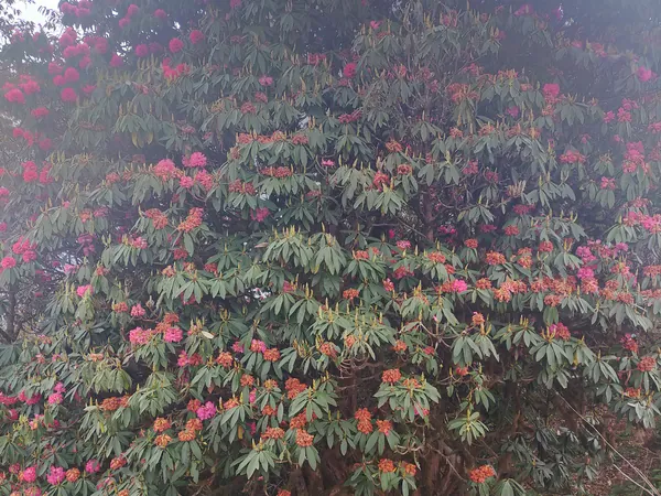 Rhododendrons in bloom at around 3,100 m