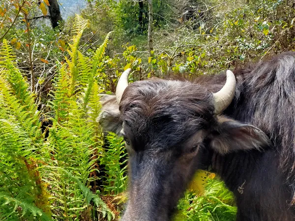 Buffalo in the forest between Tadapani and Ghandruk
