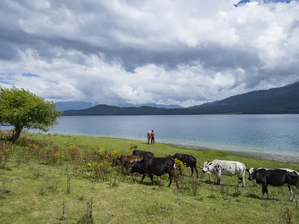 Cattle on the shores of Rara Lake